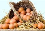 قیمت تخممرغ به 5800 تومان کاهش یافت تخم مرغ,اخبار اقتصادی,خبرهای اقتصادی,کشت و دام و صنعت