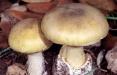 قارچ‌های سمی آمانیتا,اخبار پزشکی,خبرهای پزشکی,بهداشت