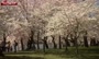 فیلم/ فرا رسیدن فصل شکوفه‌های گیلاس در واشنگتن