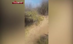 ویدئو/ هجوم چند صد میلیونی ملخ های پرنده عربستانی به ایران 