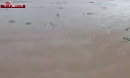 فیلم/ نابودی یکی از مزارع هندوانه در کرمان