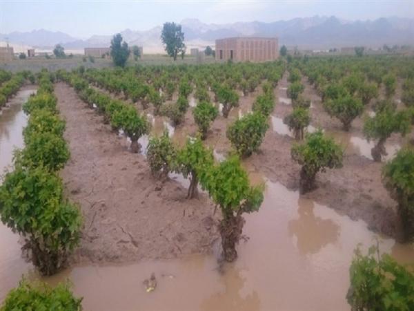خسارت سیل زمینهای کشاورزی خوزستان,اخبار اجتماعی,خبرهای اجتماعی,شهر و روستا