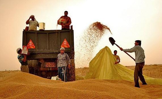 برداشت گندم در خوزستان برداشت گندم در خوزستان,اخبار اقتصادی,خبرهای اقتصادی,کشت و دام و صنعت