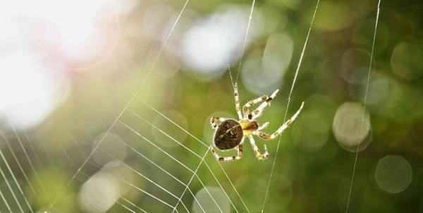 عنکبوت,اخبار علمی,خبرهای علمی,طبیعت و محیط زیست