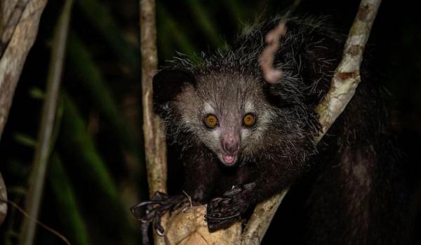 حیوانات جزیره ماداگاسکار,اخبار جالب,خبرهای جالب,خواندنی ها و دیدنی ها