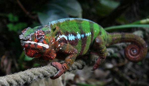 حیوانات جزیره ماداگاسکار,اخبار جالب,خبرهای جالب,خواندنی ها و دیدنی ها