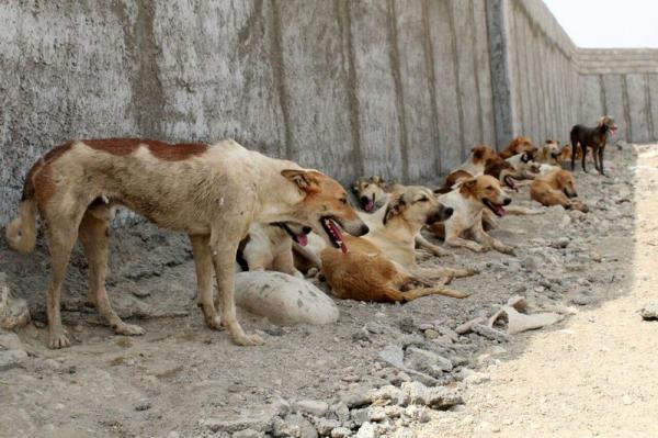 سگ کشی در تهران,اخبار اجتماعی,خبرهای اجتماعی,شهر و روستا