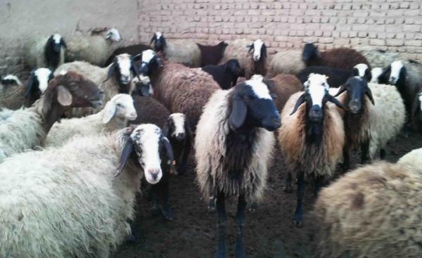 قاچاق گوسفند,اخبار اقتصادی,خبرهای اقتصادی,کشت و دام و صنعت