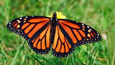 پروانه‌های خانم قشنگ,اخبار علمی,خبرهای علمی,طبیعت و محیط زیست