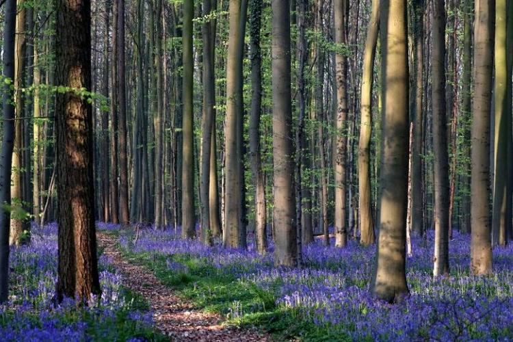 تصاویر جنگل آبی بلژیک,عکس های دیدنی طبیعت,تصاویر جنگل هالربوس