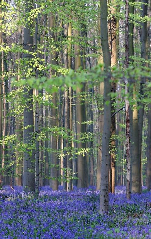 تصاویر جنگل آبی بلژیک,عکس های دیدنی طبیعت,تصاویر جنگل هالربوس