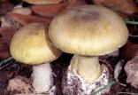 قارچ سمی,اخبار پزشکی,خبرهای پزشکی,بهداشت