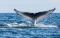 نهنگ,اخبار علمی,خبرهای علمی,طبیعت و محیط زیست