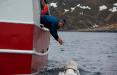 نهنگ جاسوس روسیه در نروژ,اخبار سیاسی,خبرهای سیاسی,اخبار بین الملل