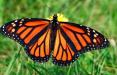 پروانه‌های خانم قشنگ,اخبار علمی,خبرهای علمی,طبیعت و محیط زیست