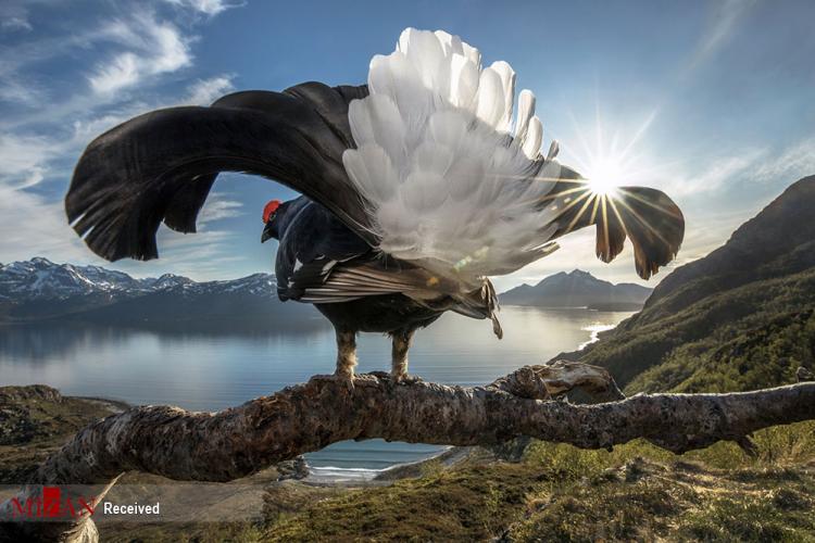 تصاویر برندگان مسابقه جهانی عکاسی طبیعت ۲۰۱۹,تصاویر طبیعت,عکس های دیدنی از حیوانات