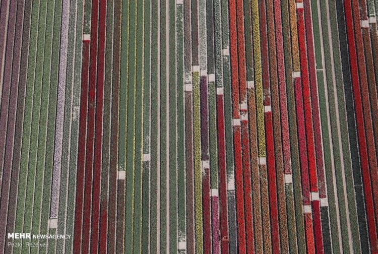 عکس مزرعه گل لاله,تصاویر مزرعه گل لاله,عکس مزرعه گل لاله در هلند