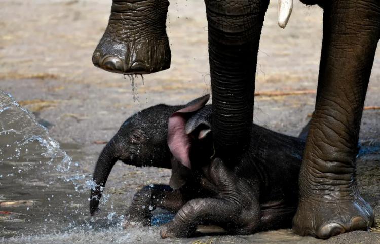 تصاویر روز جهان,عکس های دیدنی روز,تصاویر چهارگوشه جهان