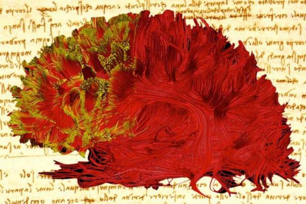 آثار هنری لئوناردو داوینچی آثار هنری لئوناردو داوینچی,اخبار پزشکی,خبرهای پزشکی,بهداشت