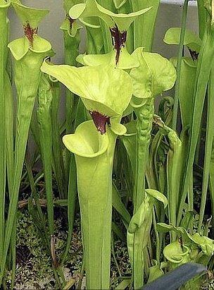 گیاه کوزه ای گوشتخوار گیاه کوزه ای گوشتخوار,اخبار علمی,خبرهای علمی,طبیعت و محیط زیست