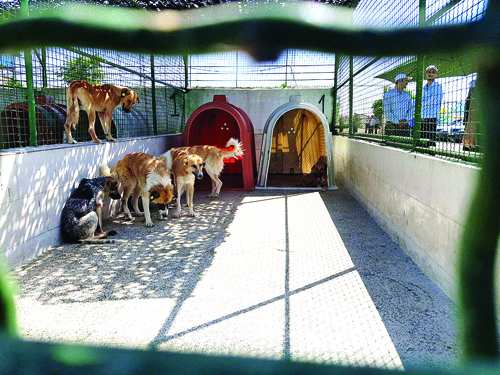 مرکز کنترل سگ‌های بی‌صاحب در کهریزک,اخبار اجتماعی,خبرهای اجتماعی,شهر و روستا