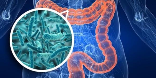 تعامل میکروب های روده با دارو,اخبار پزشکی,خبرهای پزشکی,تازه های پزشکی