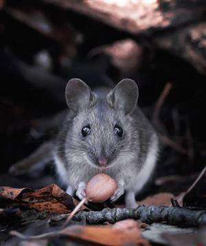 افزایش مو شها در تهران و راهکارهای شورای شهر,اخبار اجتماعی,خبرهای اجتماعی,شهر و روستا