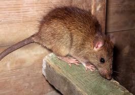 افزایش مو شها در تهران و راهکارهای شورای شهر,اخبار اجتماعی,خبرهای اجتماعی,شهر و روستا