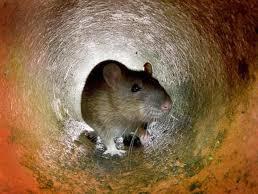 افزایش مو شها در تهران و راهکارهای شورای شهر,اخبار اجتماعی,خبرهای اجتماعی,شهر و روستا