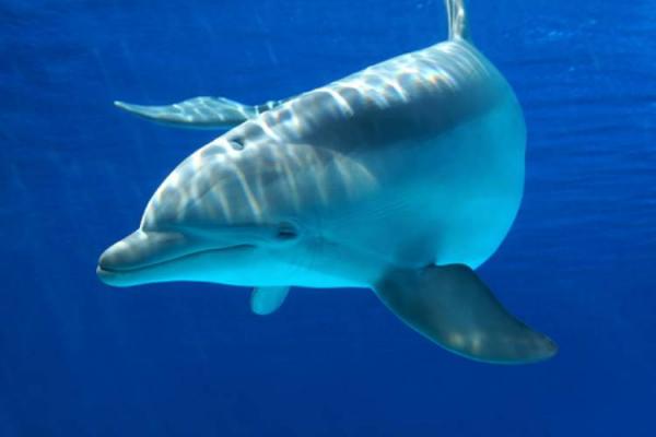 سیستم شنوایی دلفین ها,اخبار علمی,خبرهای علمی,طبیعت و محیط زیست