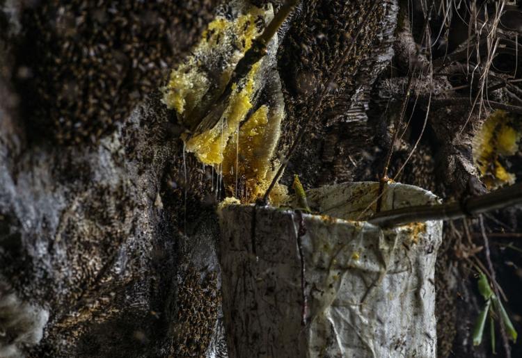 تصاویر جمع آوری عسل هیمالیایی,تصاویر جمع آوری عسل بزرگ ترین زنبورعسل جهان,عکس کندوهای عسل زنبور هیمالیایی