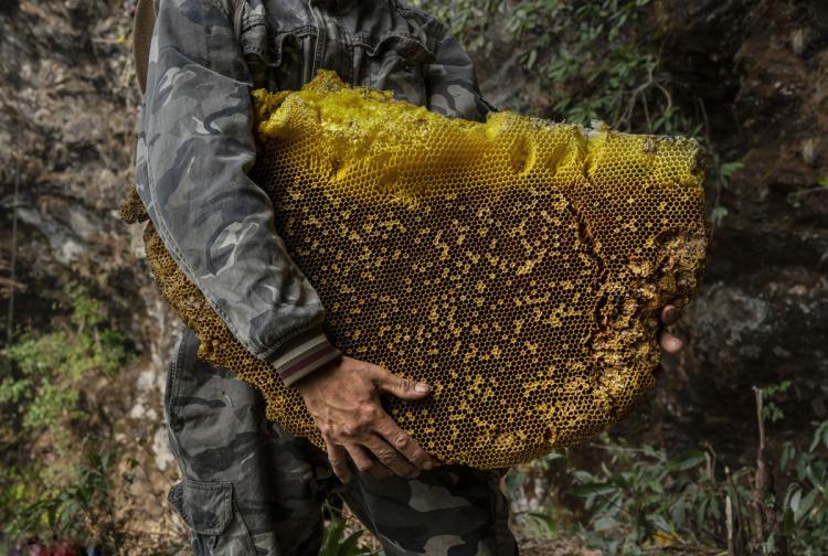 تصاویر جمع آوری عسل هیمالیایی,تصاویر جمع آوری عسل بزرگ ترین زنبورعسل جهان,عکس کندوهای عسل زنبور هیمالیایی