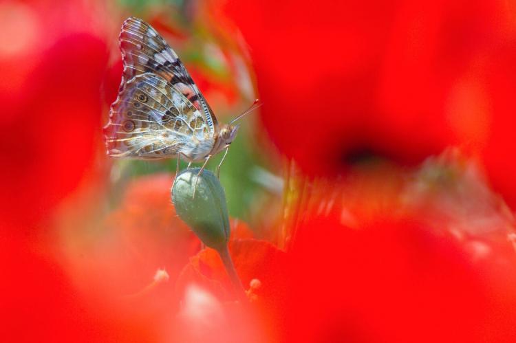 تصاویر پروانه ها در اراک,عکس های قشنگ خانوم ها و طبیعت هزار رنگ,عکس های قشنگ خانوم ها در اراک