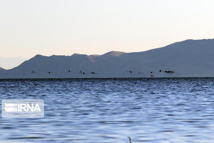 تصاویر فلامینگوها در دریاچه ارومیه,عکس های پرواز فلامینگوها بر فراز دریاچه ارومیه,تصاویر دریاچه ارومیه