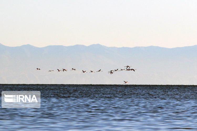 تصاویر فلامینگوها در دریاچه ارومیه,عکس های پرواز فلامینگوها بر فراز دریاچه ارومیه,تصاویر دریاچه ارومیه