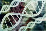کشف ژن سازنده انسان,اخبار پزشکی,خبرهای پزشکی,تازه های پزشکی