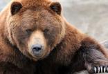 قتل توله خرس سوادکوهی,اخبار علمی,خبرهای علمی,طبیعت و محیط زیست