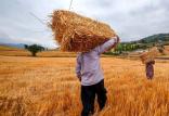 گندم,اخبار اقتصادی,خبرهای اقتصادی,کشت و دام و صنعت