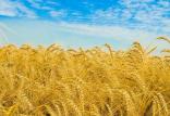 گندم,اخبار اقتصادی,خبرهای اقتصادی,کشت و دام و صنعت