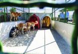 مرکز کنترل سگ‌های بی‌صاحب در کهریزک,اخبار اجتماعی,خبرهای اجتماعی,شهر و روستا