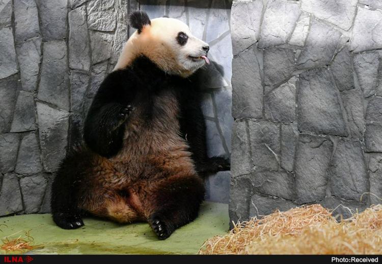 تصاویر پانداهای زیبای باغ وحش مسکو,عکس های پاندا در باغ وحش روسیه,باغ وحش مسکو