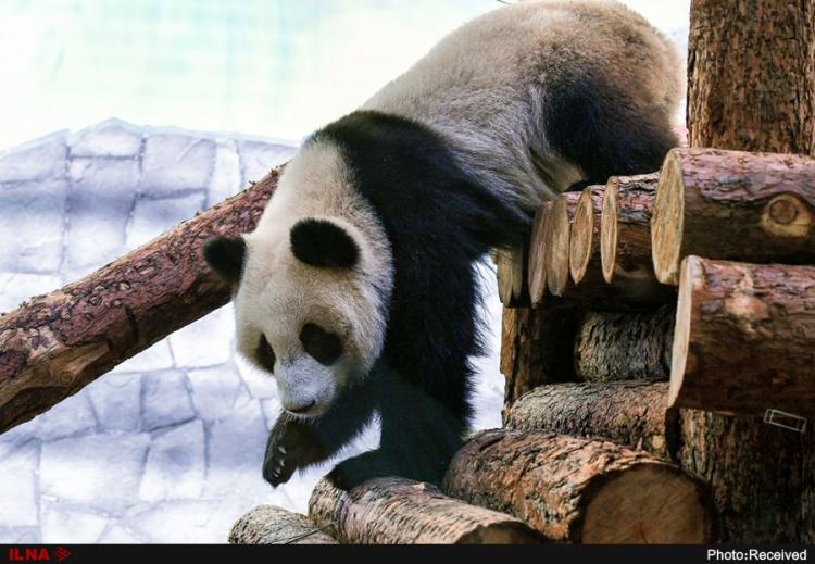 تصاویر پانداهای زیبای باغ وحش مسکو,عکس های پاندا در باغ وحش روسیه,باغ وحش مسکو