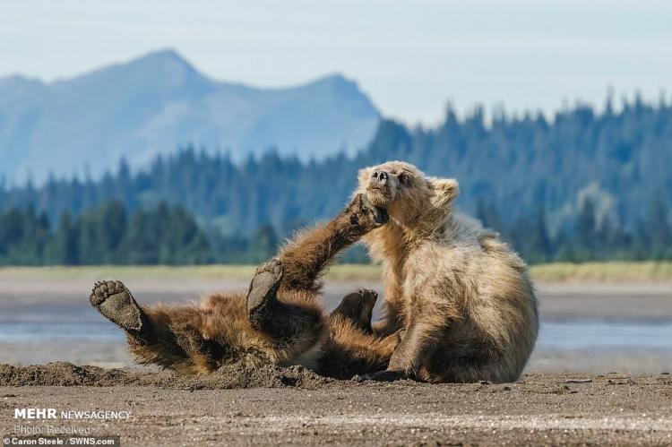 تصاویر بازی توله خرس ها‎,عکس های بازی توله خرس ها‎,تصاویر بازی توله خرس ها‎ در آلاسکا