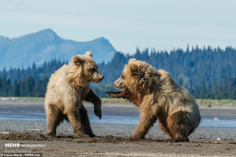 تصاویر بازی توله خرس ها‎,عکس های بازی توله خرس ها‎,تصاویر بازی توله خرس ها‎ در آلاسکا