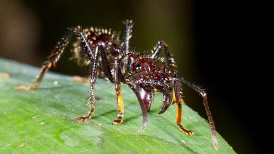 خطرناک‌ترین حشرات جهان,اخبار جالب,خبرهای جالب,خواندنی ها و دیدنی ها