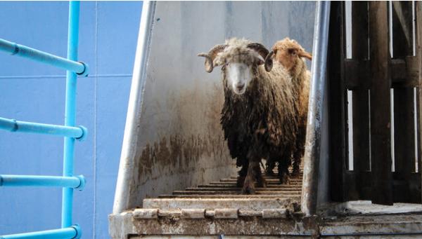 میزان گوشت وارداتی,اخبار اقتصادی,خبرهای اقتصادی,کشت و دام و صنعت