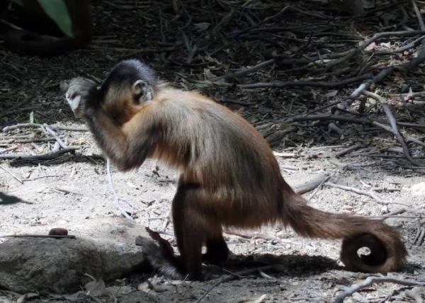 میمون‌های کاپوچین,اخبار علمی,خبرهای علمی,طبیعت و محیط زیست