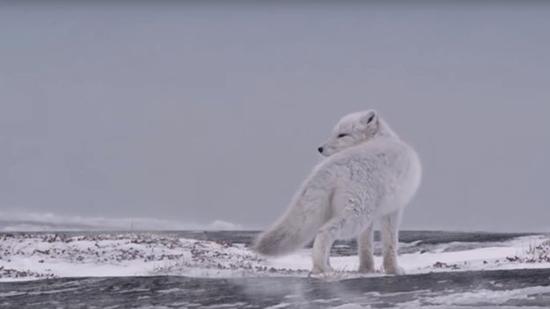 روباه‌های قطبی,اخبار جالب,خبرهای جالب,خواندنی ها و دیدنی ها