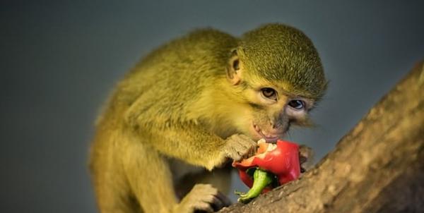 کشف فسیل میمون,اخبار جالب,خبرهای جالب,خواندنی ها و دیدنی ها