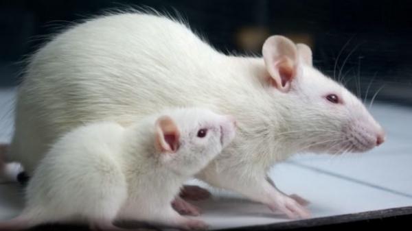 موش‌های آزمایشگاهی چاق,اخبار پزشکی,خبرهای پزشکی,تازه های پزشکی